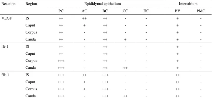 Table 2. Immunohistochemical localization of VEGF and its receptors flt-1 and flk-1 in rabbit epididymis