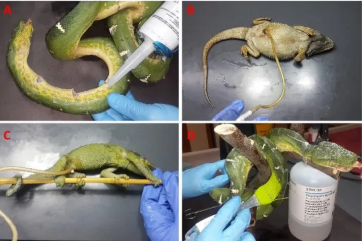 Figure  1.  A.  Acetone  resistant  slyl  modified  polymer  injection  to  Emerald  tree  boa  snake,  Polyurethane  application  to  B