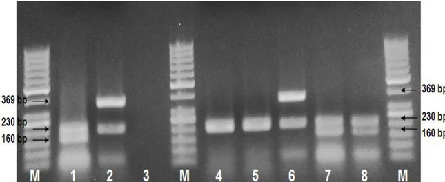 Figure 1. Electrophorese image of isolates by multiplex PCR. [M: 100 bp DNA marker, lane 1: Positive control for tpi and tcdB genes  (C