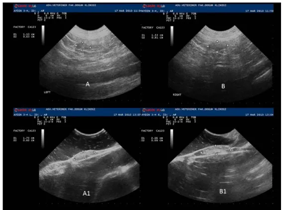 Figure 1. In vivo (A- B) and in vitro (A1- B1) ultrasonographic images of right and left ovaries in luteal phase