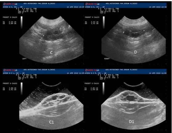 Figure 2. In vivo (C- D) and in vitro (C1- D1) ultrasonographic images of right and left ovaries in follicular phase