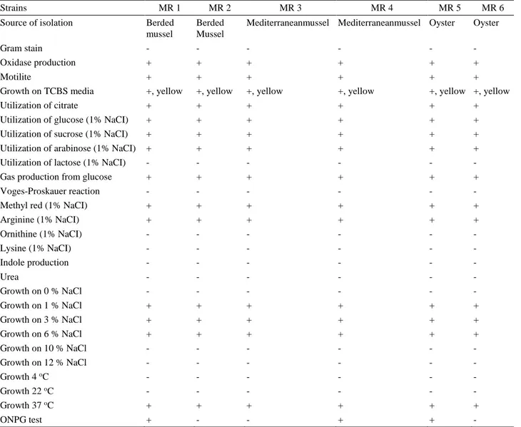 Table 2. Phenotypic properties of V. furnissii isolates.  Tablo 2. V. furnissii izolatlarının fenotipik özellikleri