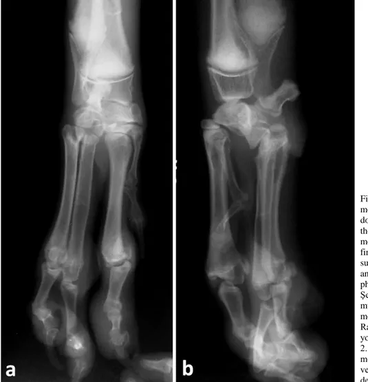 Figure  2.  Cranio-caudal  (a)  and  mediolateral  (b)  radiographs  of  the  dog  at  the  initial  examination