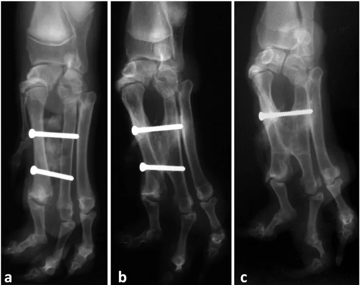 Figure  3.  Cranio-caudal  radiographs  of  the  dog  immediate  (a),  three  months  (b),  and  five  months  (c)  after  the  operation