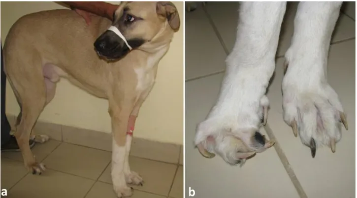 Figure 4. Clinical view of the dog two months after the surgery (a). Note the deviation of phalanges and mild pododermatitis  of the  right foot (b)