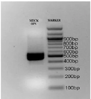 Şekil 1. MDCK hücrelerinde osteopontin ekspresyonunun tespiti  amacıyla yapılan RT-PCR ve agar jel elektroforez sonucu
