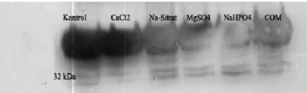 Şekil 3. 0,06 M CaCl2, 0,015 M Na-Sitrat, 0,2 M MgSO4, 0, 01 M NaHPO4, ve 0,001 M COM uygulanmış MDCK hücrelerden ortama  salınan osteopontin düzeyleri