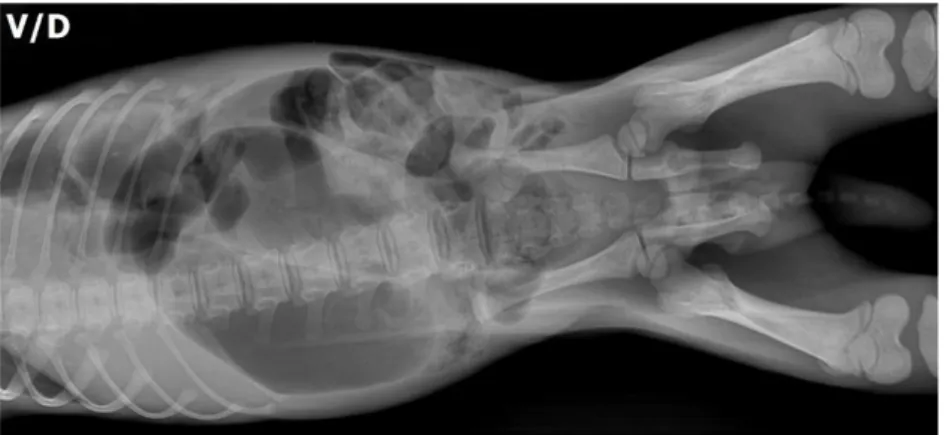 Şekil 2. Olgunun direkt abdominal radyografisi (V/D).  Figure 2. Direct abdominal radiograph of case (VD).