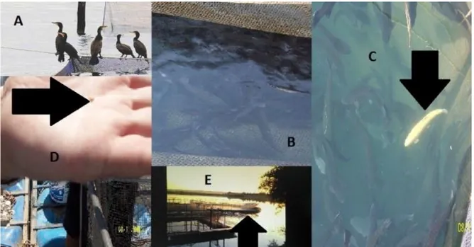 Figure 1. Photographs from the premises where Diplostomiasis was detected. A. Water fowl around the cages