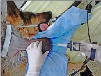 Figure  1.  Cytology  examination  from  dogs  which  had  been  mildly sedated preoperatively