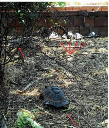 Figure 3. A view of the tortoise farm.  Şekil 3. Kaplumbağa çiftliğinden bir görüntü. 