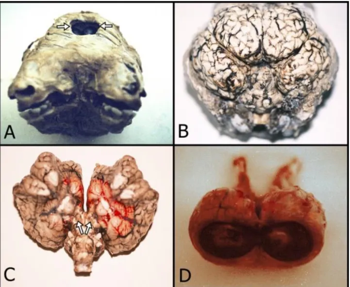Figure  2.  A.  Cranial  view  of  the  calf  head,  the  existence  of  both eyes  in  a  single  medial  orbital  (arrows)