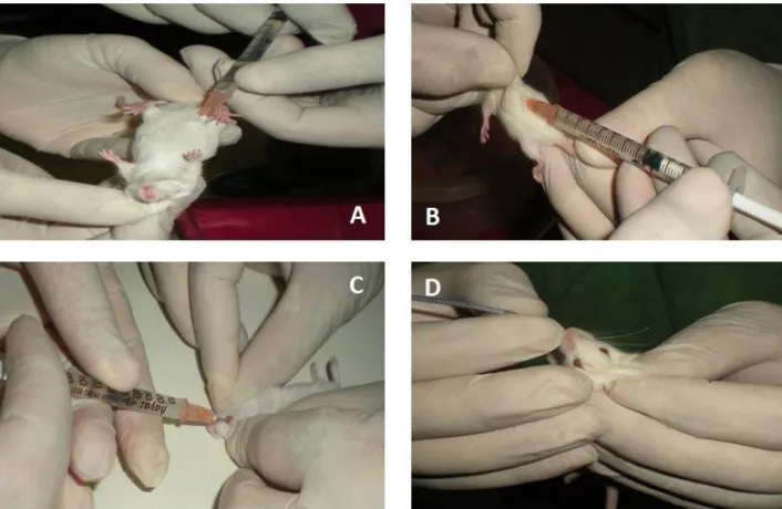 Figure 1. Administration of protoscoleces to mice by different routes. A: Intraperitoneal, B: Subcutan, C: Ocular, D: Oral