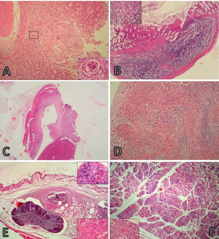 Figure 2. (A-E) 1. Histopathological findings in a BALB/ c mice after IP  inoculation,  HxE (All figures)