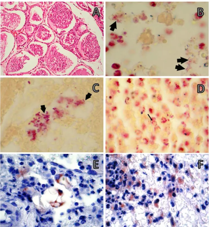 Figure 3. IMG inoculation group A) Intensive cellular debris in alveolary structures. Thoracic mammary gland