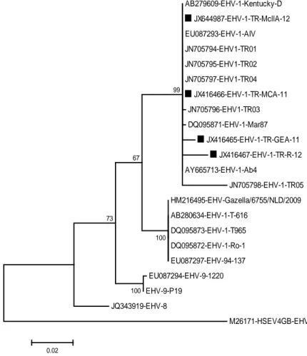 Figure 1. Phylogenetic tree for the gB gene of EHV-1 strains was constructed in BioEdit