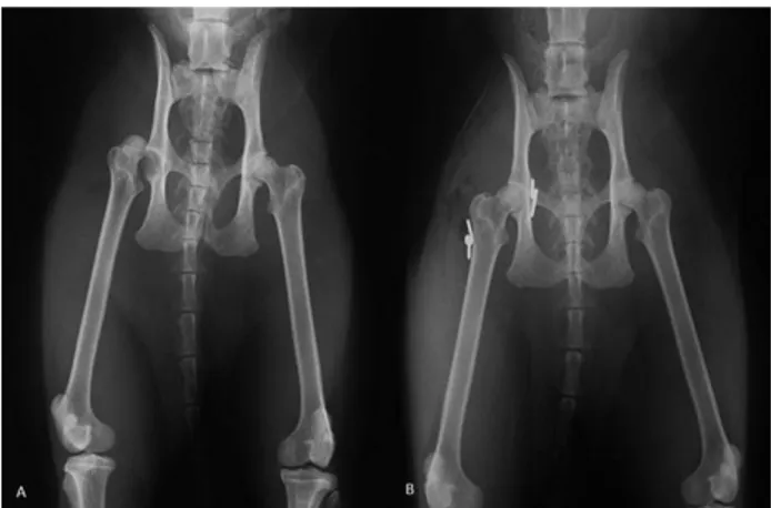 Figure 2. (a) Pre-operative ventrodorsal radiography of case 15.  (b)  Post-operative  10th  day  ventrodorsal  radiography  of  the  double-sided modified toggle pin technique