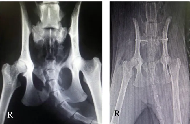 Figure 2. (a) Bilateral sacroiliac luxation with right side ischii and pubis fracture in a cat (case 1)