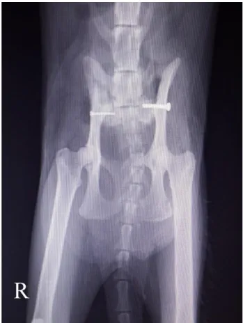 Figure 4. Bilateral screw (for right 1.5 mm, length 14 mm,  for  left 2.7 mm, length 14 mm) fixation technique in a dog (case 7)