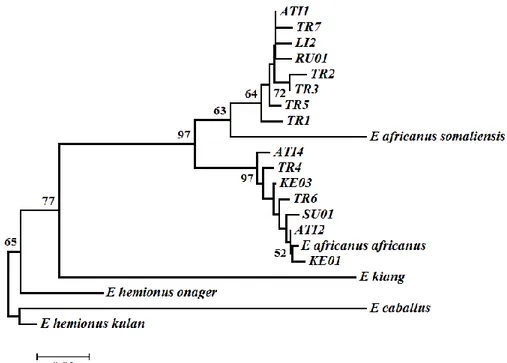 Figure  2.  Neighbor  Joining  tree  based  on  D-loop  sequences  using  Tamura-Nei  distances
