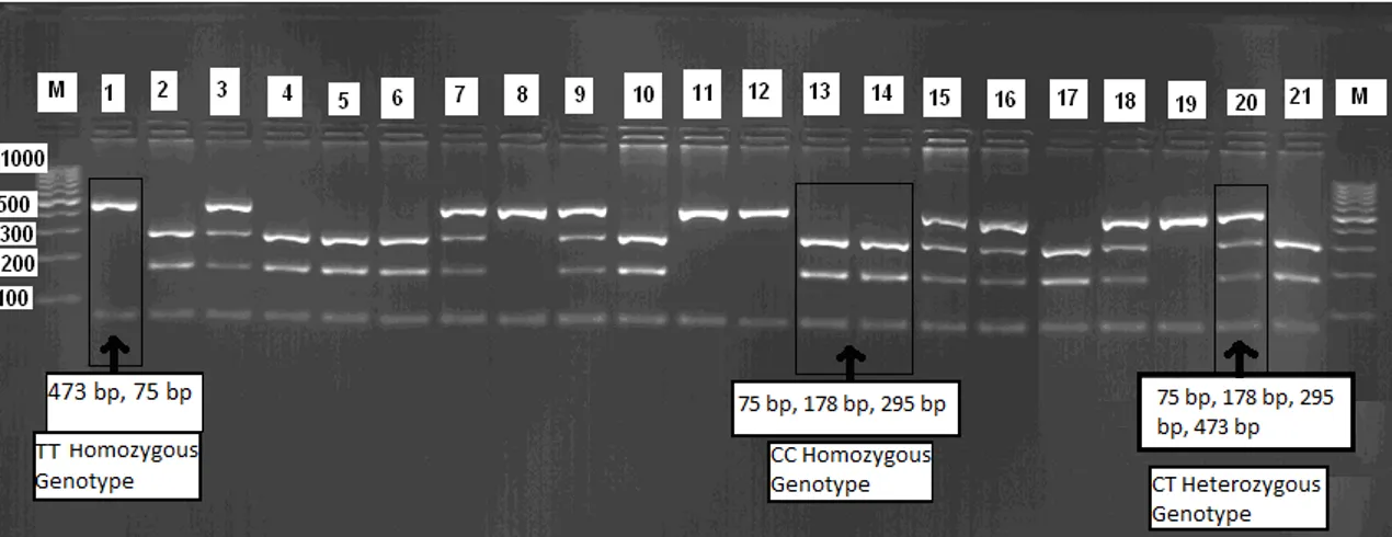 Table 1. Genotypic frequencies of the CAST gene.  Tablo 1. CAST geninin genotipik frekansı