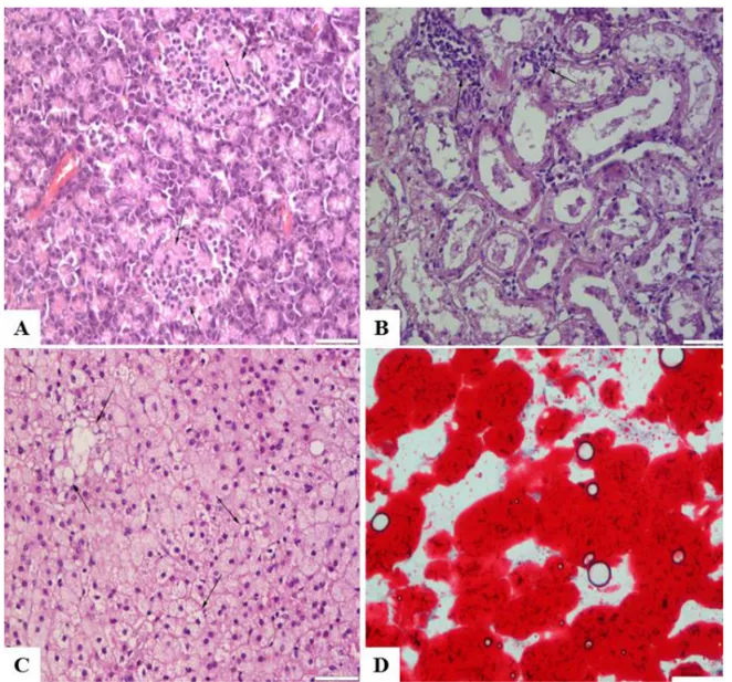 Figure  1:  (A)  Decreased  cells  in  the  central  areas  of  the  Langerhans  islet  (arrows);  (B)  Non-supurative  interstitial  nephritis,  lymphocyte  infiltration  (arrows)  and  severe  degenerative  changes  in  kidneys;  (C)  Severe  lipoid  deg