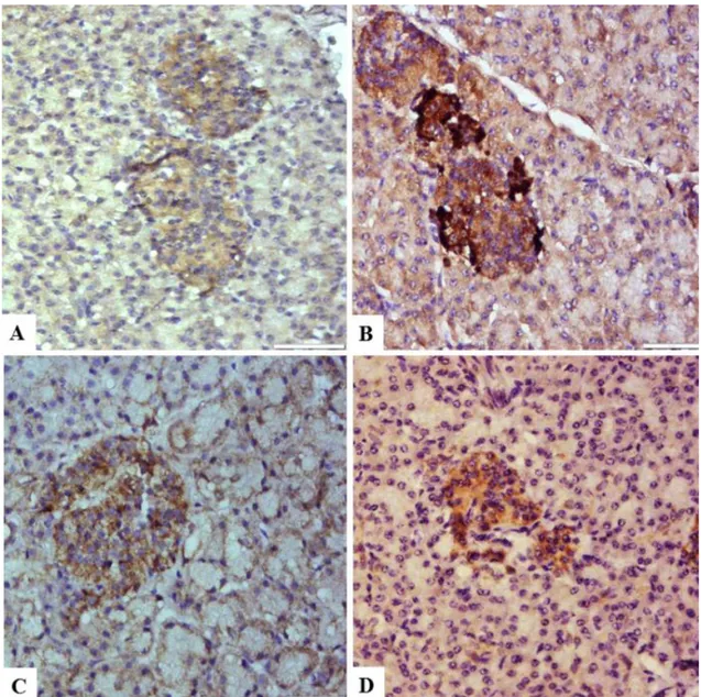 Figure  2:  Decreased  insulin  (A),  increased  glucagon  (B),  decreased  proinsulin  (C)  and   decreased  amyline  (D)  immuoreactivity  in   Langerhans islet, Streptoavidine Biotin Peroksidaz Method, Bars=50µm