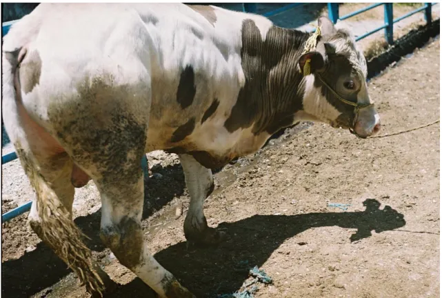 Figure 1: Gross appearance of the right forelimb peromelia in cow.   Şekil 1: Sağ önbacak peromelili dananın görüntüsü