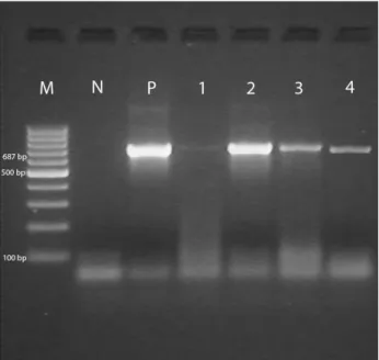 Figure  1.Detection  of  C.  burnetii  in  blood  samples  of  cattle,  sheep and goat by Trans-PCR M: 100 bp marker; N: Negative  control  (Mili-Q  water);  P:  C