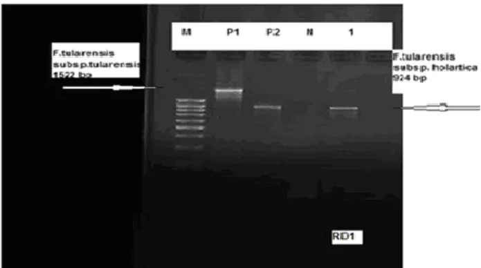 Fig  3.  The  image  showing  agarose  gel  after  PCR  for  F.tularensis sub-species identification