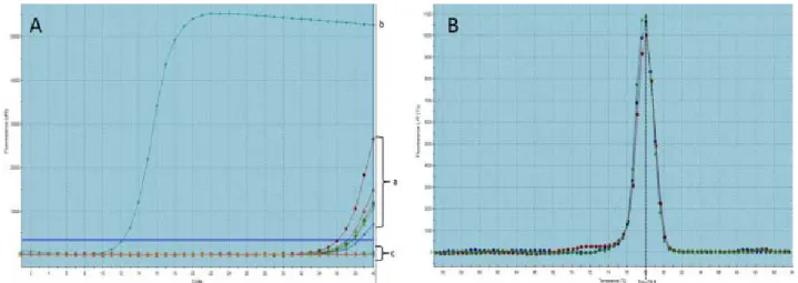 Şekil 2. TaqMan Prob bazlı Real Time PCR’la B. bigemina  pozitif saptanan örneklerin amplifikasyon eğrileri
