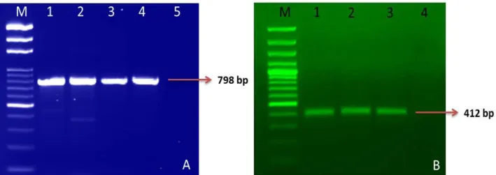 Fig 3. B. bovis (A) and B. bigemina (B) positive samples on agarose gel. M: Marker (100bp); 1, 2, 3, 4 (A), 1, 2, 3 (B): Positive  samples; 5 (A), 4 (B): No DNA 