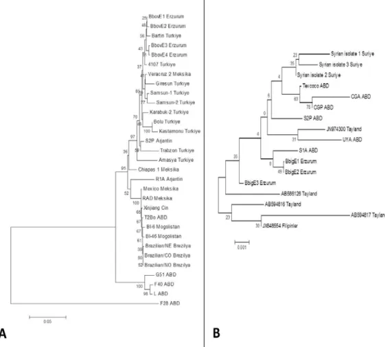 Şekil 4. Erzurum yöresinde sığırlarda saptanan B. bovis (A) ve B. bigemina (B) izolatları ile GenBank’a kayıtlı diğer izolatların  filogenetik akrabalıkları (Neighbour Joining - Kimura 2 Parameter modeli)