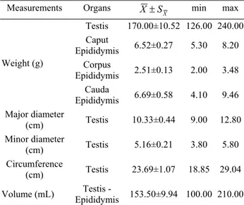 Table 1. Morphological measures of testis and epididymis of  Anatolian buffalos (n=10) 