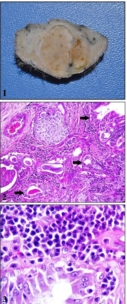 Figure 1. Macroscopical appearance of cut section  of the mass. 