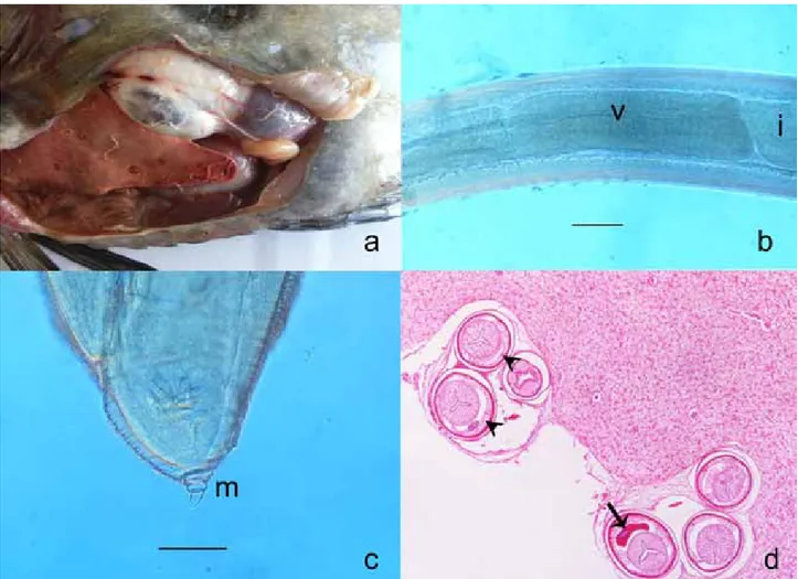 Figure 1. a. Macroscopical apperance of visceral organs and parasites. b. Anisakis Tip I larvae, ventriculus (v)-intestine (i) junction,  scale 150 µ