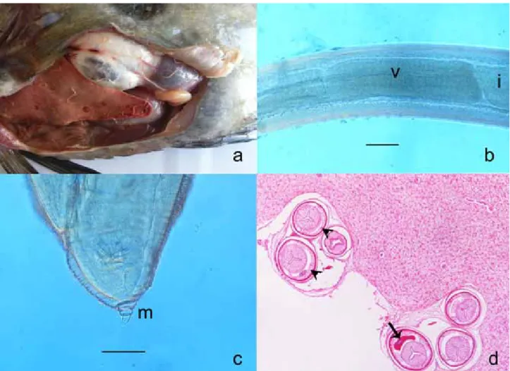 Figure 1. a. Macroscopical apperance of visceral organs and parasites. b. Anisakis Tip I larvae, ventriculus (v)-intestine (i) junction,  scale 150 µ