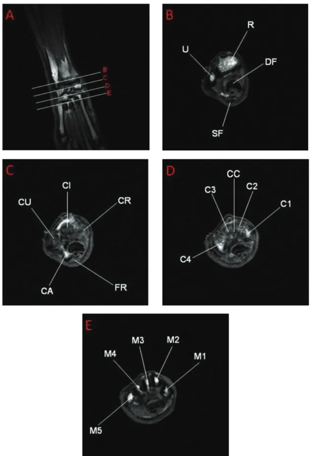 Figure 1. T1 weighted images of the right wrist scanned with 1.5 Tesla MR device. Male rabbit