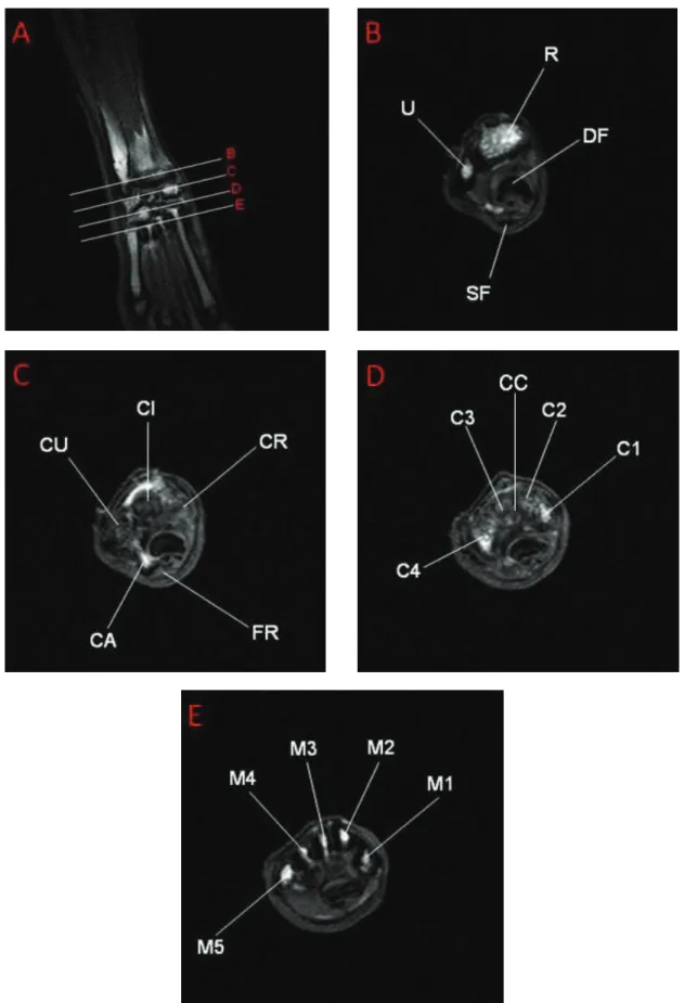 Figure 1. T1 weighted images of the right wrist scanned with 1.5 Tesla MR device. Male rabbit