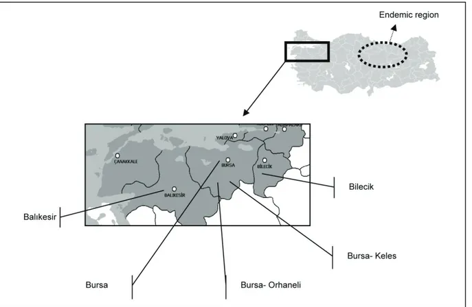 Figure 1. Studied locations of the South Marmara region in Turkey.  
