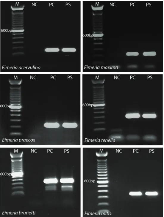Şekil 2. Eimeria pozitif bir örneğin tür spesifik ve nested PCR ürünlerinin agaroz jel elektroforez görüntüleri
