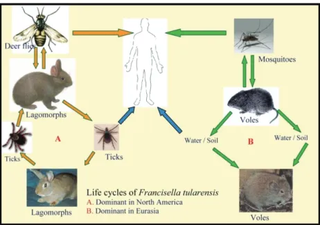 Figure 1: Life cycles of Francisella tularensis in nature (Original). 