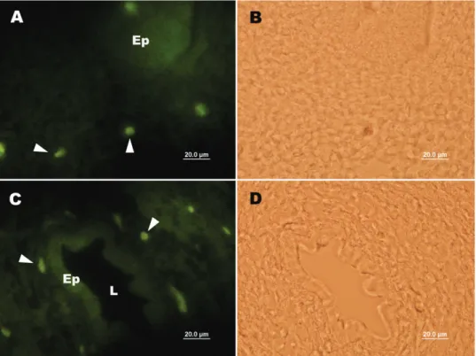 Şekil 2. Embriyonal tavuk ve bıldırcın bursa Fabricius’larında c-kit kök hücre belirtecinin ekspresyonu