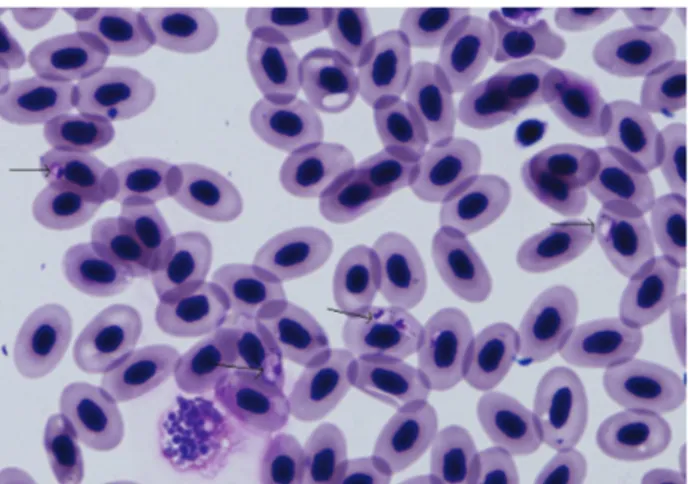 Figure 1. Haemoproteus sp. in the blood smear (Original, Giemsa,  X1000).  