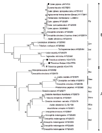 Figure 3. Phyl other  Wolba Parameter mo • : WolKys1 isolates from  number of nuc Şekil 3