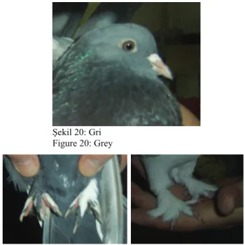 Figure 20: Grey 