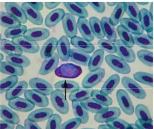 Figure 1.  Leucocytozoon  dubreuili  gametocytes (arrows) in  blood smear, starling, Giemsa stain, Bar= 50µm