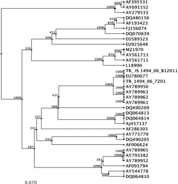 Şekil 2. Türkiye IBV izolatlarının ve yayınlanmış dizilerin  sıralanmış S1 dizilerinin filogenetik ağacı