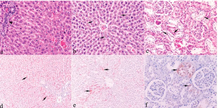 Şekil 1. A) Sentrilobuler hepatosellüler dejenerasyon ve portal bölgelerde mononükleer hücre infiltrasyonu (ok başı), I