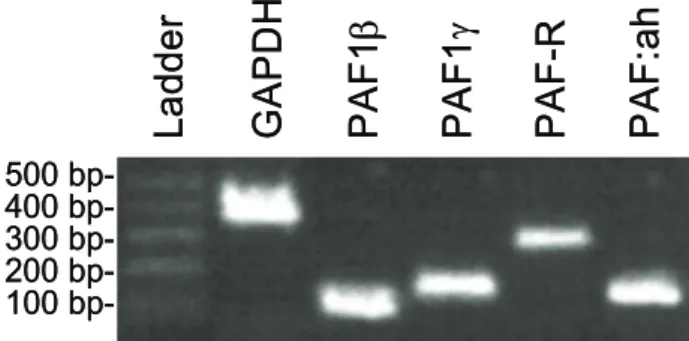Fig 1. Expression of PAF genes at mRNA level 
